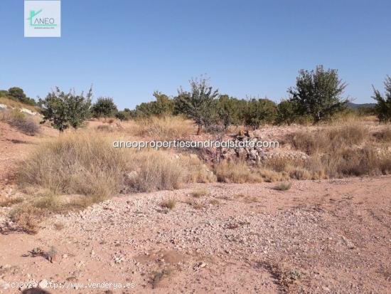 TERRENO AGRICOLA CON AGUA DE RIEGO Y CULTIVOS - ALICANTE