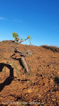 SE VENDE VIÑEDO EN VILAFLOR - SANTA CRUZ DE TENERIFE