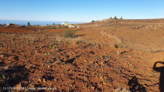 SE VENDE VIÑEDO EN VILAFLOR - SANTA CRUZ DE TENERIFE