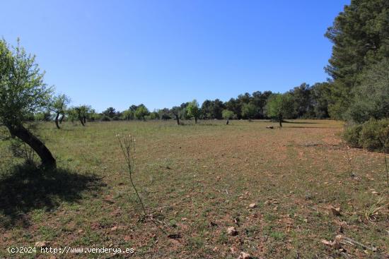 Se Vende en Algaida - BALEARES