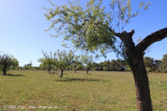 Se Vende en Algaida - BALEARES