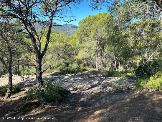 TERRENO EN ALBALAT DELS TARONGERS - VALENCIA