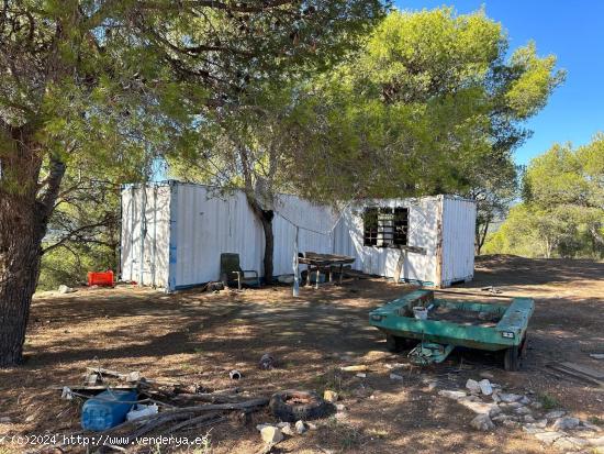 TERRENO EN ALBALAT DELS TARONGERS - VALENCIA