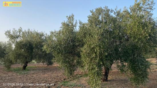 Olivar intensivo con buen acceso - CORDOBA