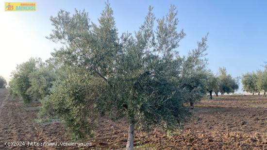 Olivar intensivo con buen acceso - CORDOBA