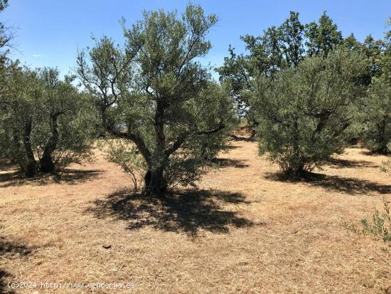 Terreno en Valverde de la Vera - CACERES