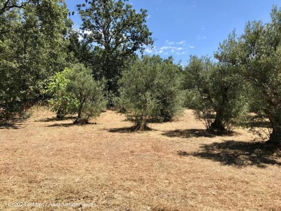 Terreno en Valverde de la Vera - CACERES