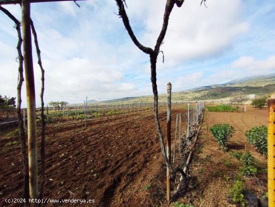 Finca con producción de vino con lagar en el Río de Arico