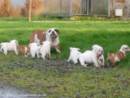 Preciosos Cachorros De Bulldog Ingles.