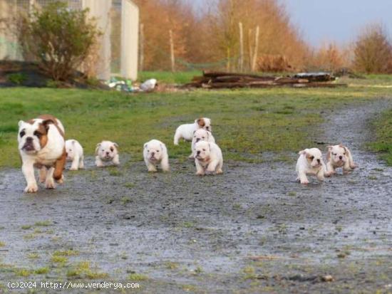 Preciosos Cachorros De Bulldog Ingles.