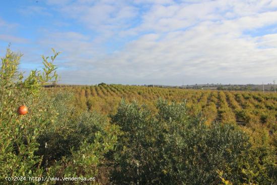  Impresionante Finca Rural de 14 Hectáreas con Explotación Agrícola y Nave Industrial - CADIZ 