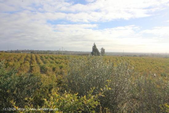 Impresionante Finca Rural de 14 Hectáreas con Explotación Agrícola y Nave Industrial - CADIZ