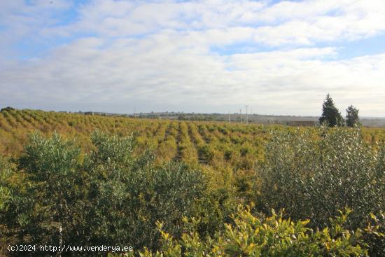 Impresionante Finca Rural de 14 Hectáreas con Explotación Agrícola y Nave Industrial - CADIZ