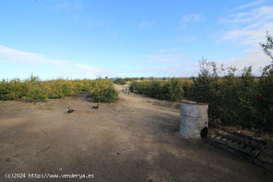 Impresionante Finca Rural de 14 Hectáreas con Explotación Agrícola y Nave Industrial - CADIZ