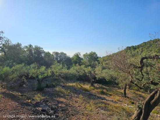  FINCA DE 1300 M2 EN RACO CALEN - TARRAGONA 