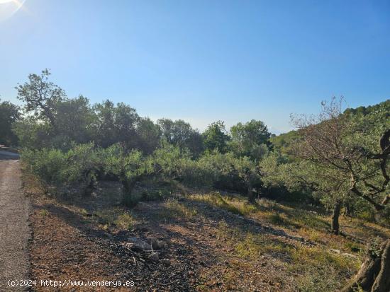 FINCA DE 1300 M2 EN RACO CALEN - TARRAGONA