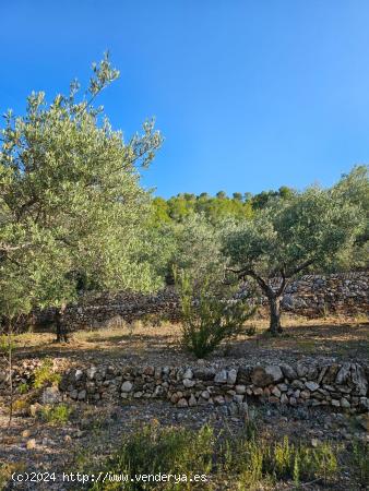 FINCA DE 1300 M2 EN RACO CALEN - TARRAGONA