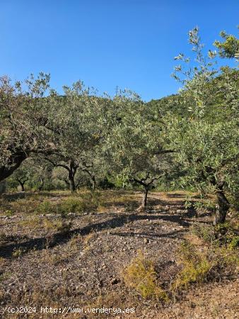 FINCA DE 1300 M2 EN RACO CALEN - TARRAGONA