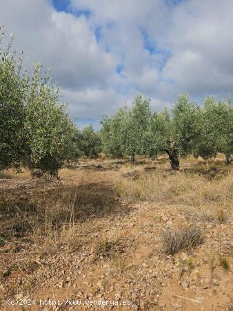  FINCA DE 4900 M2 EN VARIA - TARRAGONA 