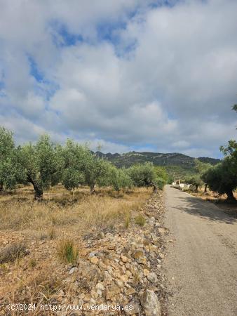 FINCA DE 4900 M2 EN VARIA - TARRAGONA