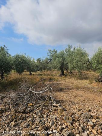 FINCA DE 4900 M2 EN VARIA - TARRAGONA