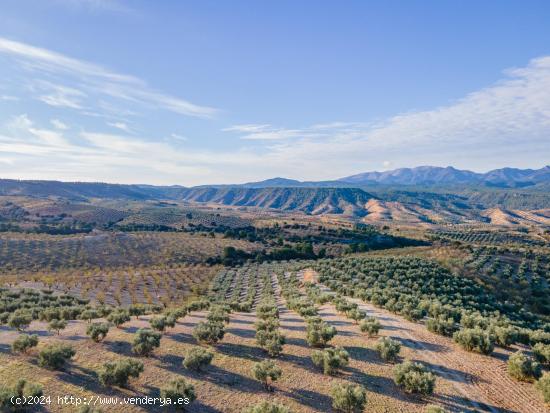 FINCA DE OLIVOS EN JAYENA - GRANADA