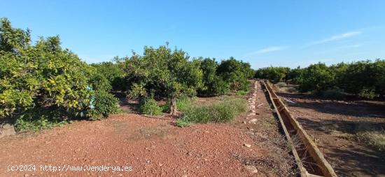 Suelo rústico en Nules - CASTELLON