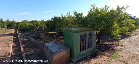 Suelo rústico en Nules - CASTELLON