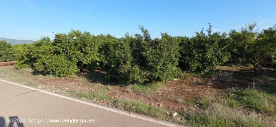 Suelo rústico en Nules - CASTELLON