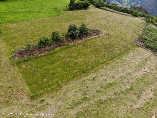 FINCAS VILLAGARCIA EN GRADO - ASTURIAS