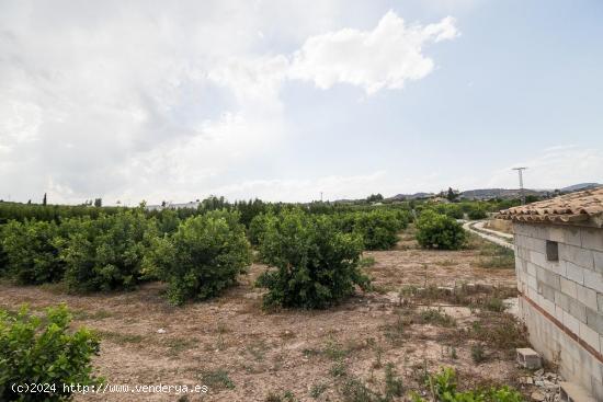  Parcela con cultivo de limoneros y caseta - MURCIA 