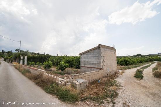 Parcela con cultivo de limoneros y caseta - MURCIA