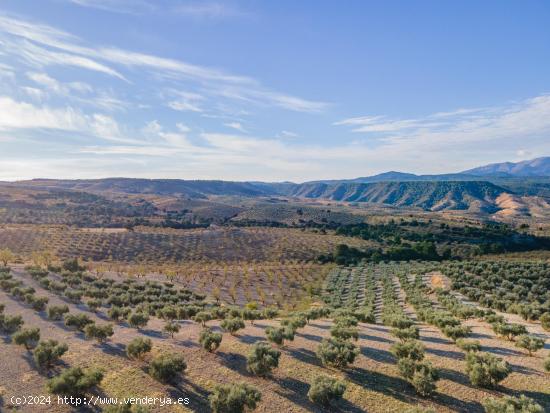 FINCA DE OLIVOS EN JAYENA - GRANADA