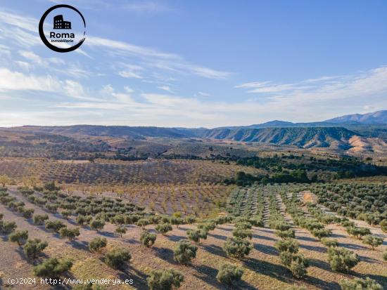 FINCA DE OLIVOS EN JAYENA - GRANADA