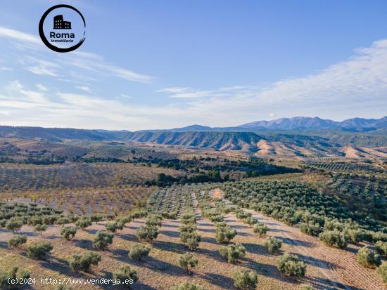 FINCA DE OLIVOS EN JAYENA - GRANADA