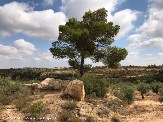  Suelo rústico en venta  en Soleràs, El - Lleida 