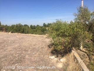 Suelo urbano en venta  en Alpicat - Lleida