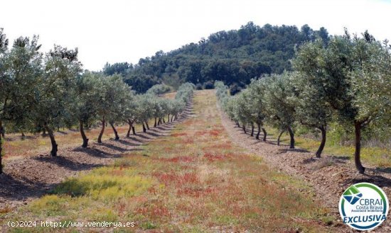 Suelo Urbanizable en venta  en Garriguella - Girona