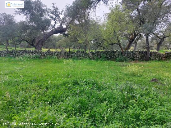 Finca con 6 hectáreas con construcciones antiguas en El Real de La Jara - SEVILLA