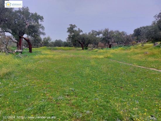 Finca con 6 hectáreas con construcciones antiguas en El Real de La Jara - SEVILLA