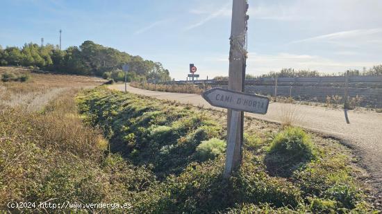  Terreno agrícola en Sant Joan, Mallorca - BALEARES 