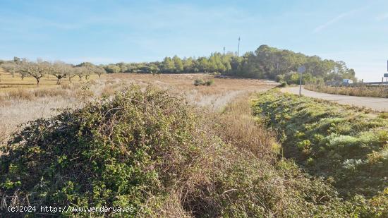 Terreno agrícola en Sant Joan, Mallorca - BALEARES