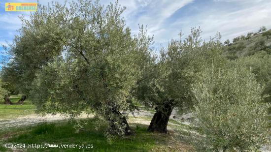 Olivar intensivo cerca de Baena - CORDOBA