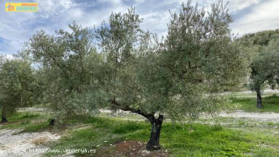 Olivar intensivo cerca de Baena - CORDOBA