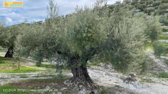 Olivar intensivo cerca de Baena - CORDOBA