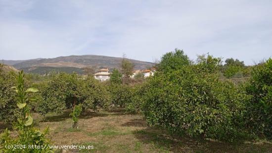  Venta de parcela rustica sembrada de cítricos en Murchas. - GRANADA 