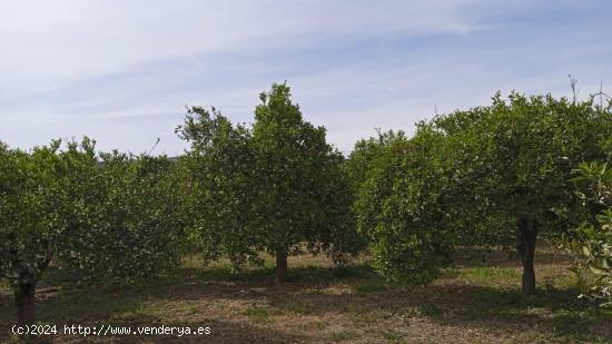 Venta de parcela rustica sembrada de cítricos en Murchas. - GRANADA