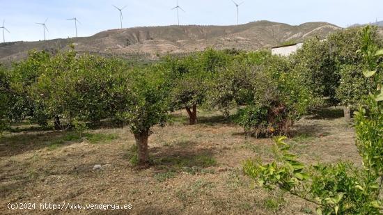 Venta de parcela rustica sembrada de cítricos en Murchas. - GRANADA