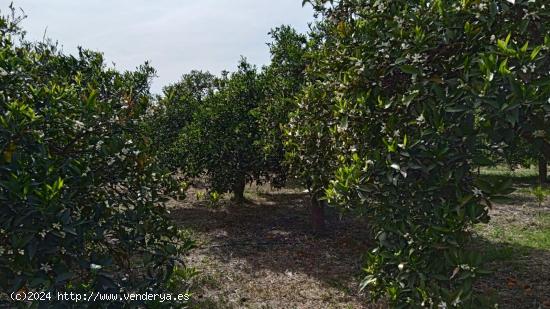 Venta de parcela rustica sembrada de cítricos en Murchas. - GRANADA