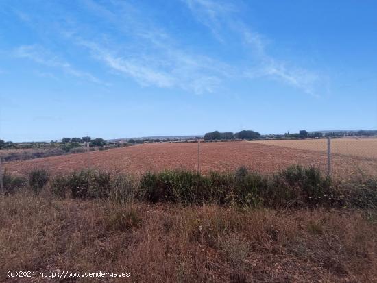 Finca rústica con cédula de habitabilidad, a 7 minutos del centro de Manacor - BALEARES